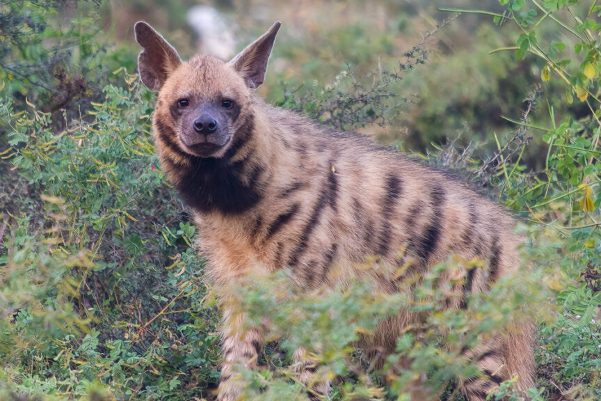 A striped hyena stands amidst green foliage in Northern India, looking directly at the camera with its head slightly tilted.