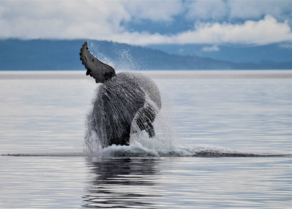 A whale's tail fin splashes in the water as it dives in a calm, expansive ocean off the coast of Alaska under a cloudy sky, exploring the depths away from the bustling crowds.