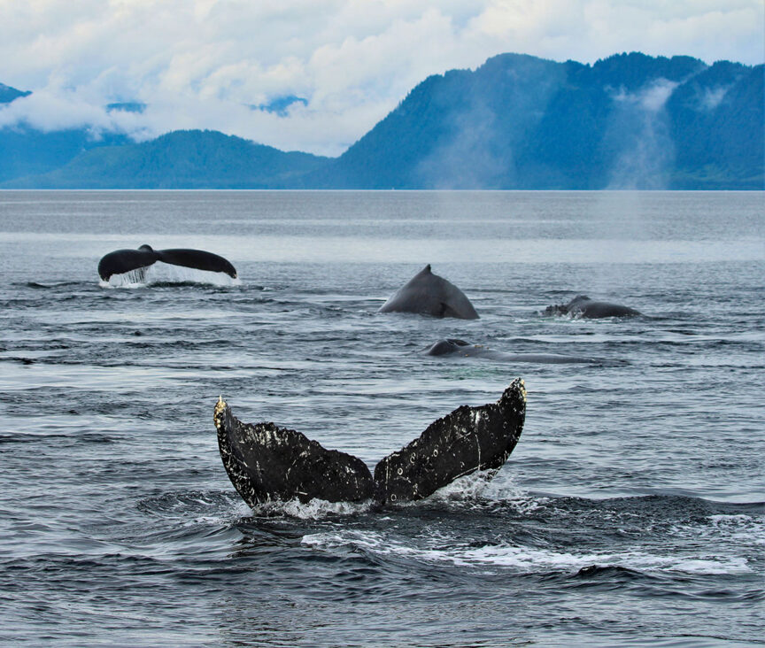Several whales are swimming in the ocean with their tails above water, set against a backdrop of Alaska's majestic mountains and clouds. This crowd-free destination offers an unparalleled opportunity for exploring Alaska's natural beauty.