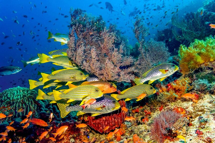 A school of brightly colored fish is celebrating among vibrant coral reefs and various marine plants in the clear blue ocean.