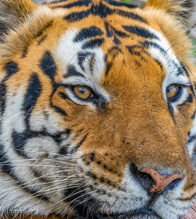 Close-up of a tiger's face showing its vibrant orange and black striped fur and piercing eyes, making it easy to understand why people find such wild beauty captivating.