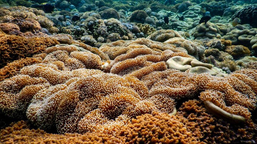 A vibrant underwater scene in Komodo showcases a variety of corals in different shapes and colors, predominantly shades of brown and orange, with sea life visible in the background. Perfect for a multi-adventure trip exploring these spectacular marine wonders.