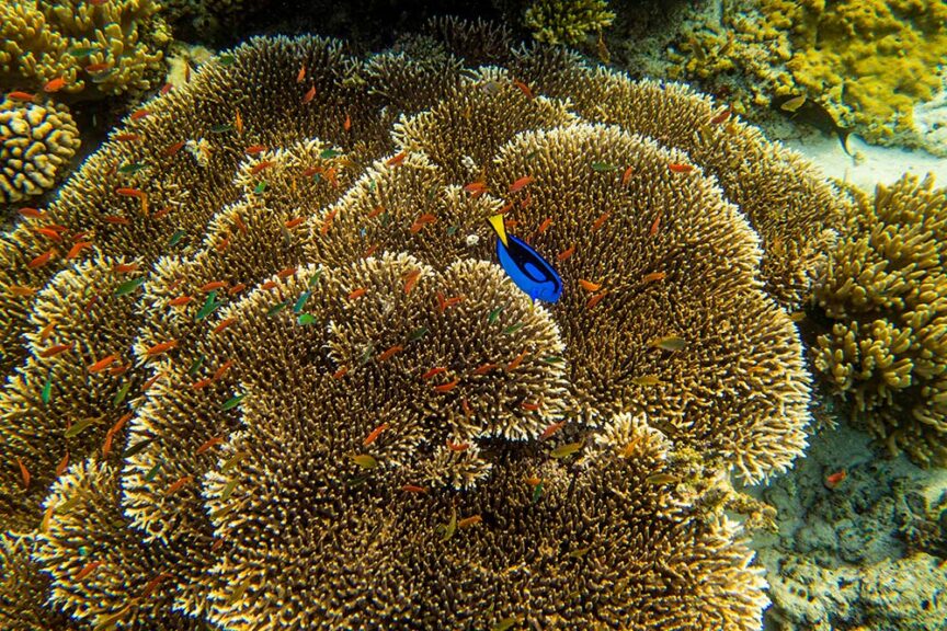 An underwater scene in Komodo features vibrant coral with various small fish, including a prominent blue and yellow fish at the center. Coral polyps appear dense and spiky, making it an ideal stop on any multi-adventure trip.