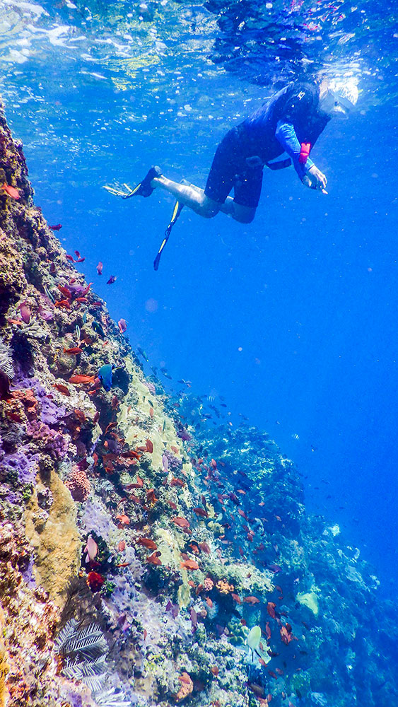 A snorkeler swims in vibrant blue water above a coral reef abundant with colorful fish and marine life, part of an exhilarating multi-adventure trip in the enchanting waters of Komodo.