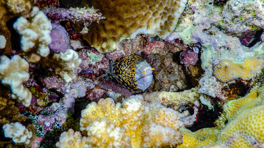 A moray eel with a spotted pattern is peeking out from a crevice in the colorful coral reef, a mesmerizing sight often encountered on a Komodo multi-adventure trip.