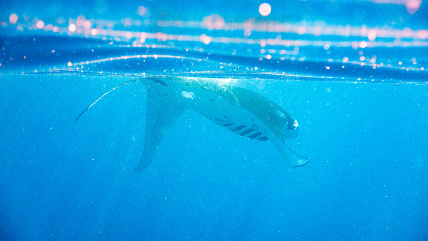 A manta ray swims just below the water surface, its body gracefully gliding through the blue ocean, offering a mesmerizing sight on our multi-adventure Komodo trip.