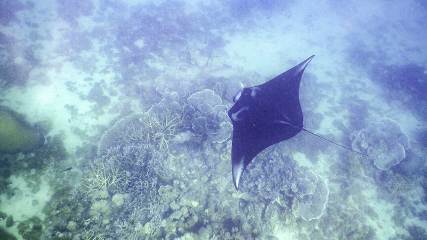 A manta ray glides over a coral reef near Komodo, surrounded by various marine life and undersea flora, offering an unforgettable highlight on a multi-adventure trip.