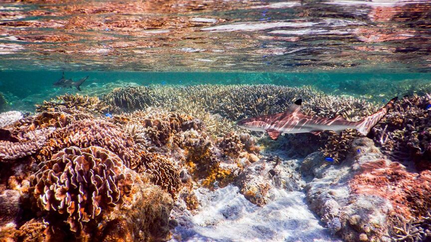 Two sharks swimming near a vibrant coral reef in the clear, shallow waters of Komodo make for an exhilarating sight during your multi-adventure trip.