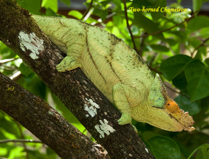 A green, two-horned chameleon with textured skin is perched on a mossy tree branch amidst leafy green foliage, reminiscent of the vibrant scenes in Leapin' Lemurs.