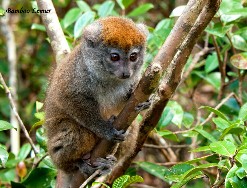 A bamboo lemur clings to a tree branch surrounded by green foliage, with the label "Leapin' Lemurs" in the top left corner. A chameleon peeks from behind the leaves, adding a touch of mystery.