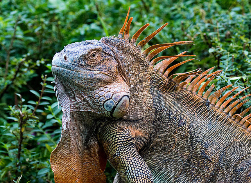 A large iguana with a textured, scaly body and prominent spines on its back stands amidst lush green foliage, embodying the vibrant essence of Costa Rica's colorful creatures.