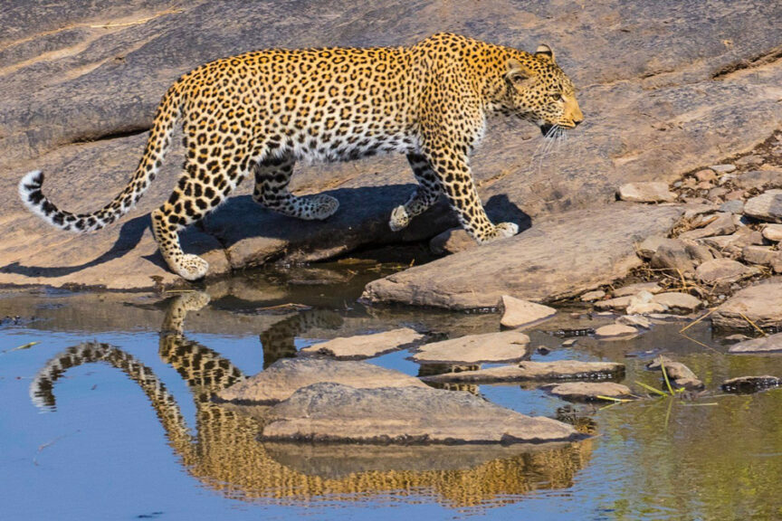A leopard walks across rocky terrain beside a small body of water, its reflection visible in the calm surface, creating a scene straight out of the best safari adventure.