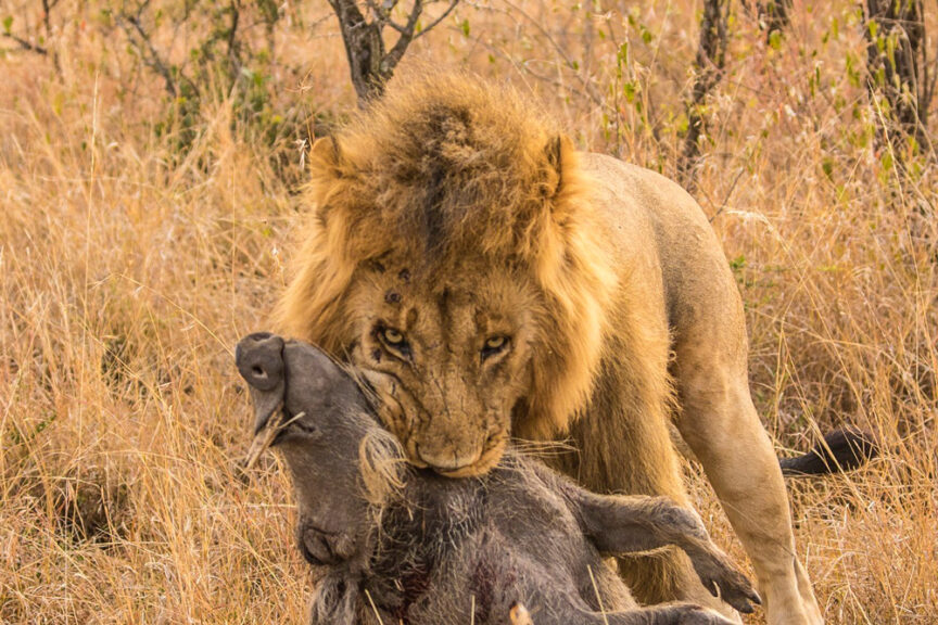 A lion grips a warthog by the neck with its teeth in a dry grassy landscape, showcasing the raw power of nature on the best safari tour imaginable.