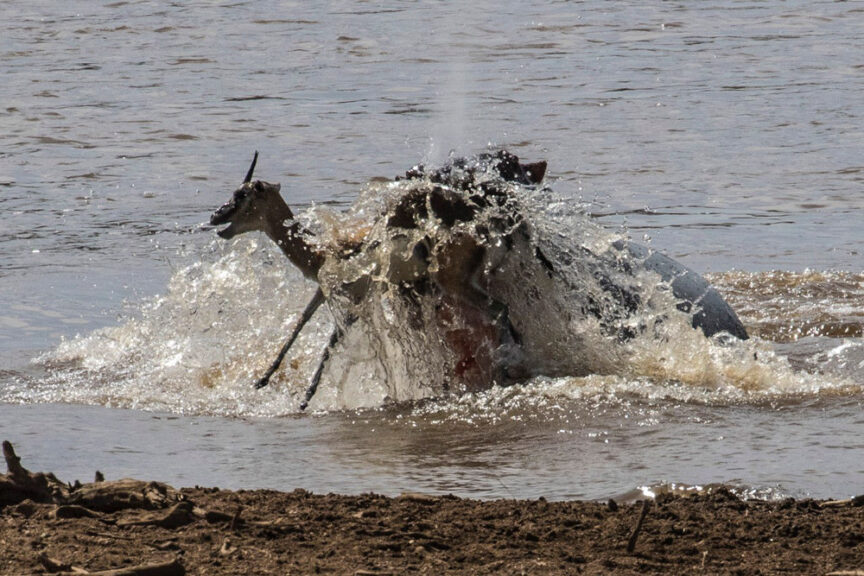 A crocodile attacks an antelope in a river as water splashes violently around them, with the riverbank visible in the foreground—an unforgettable scene from the best safari adventure.