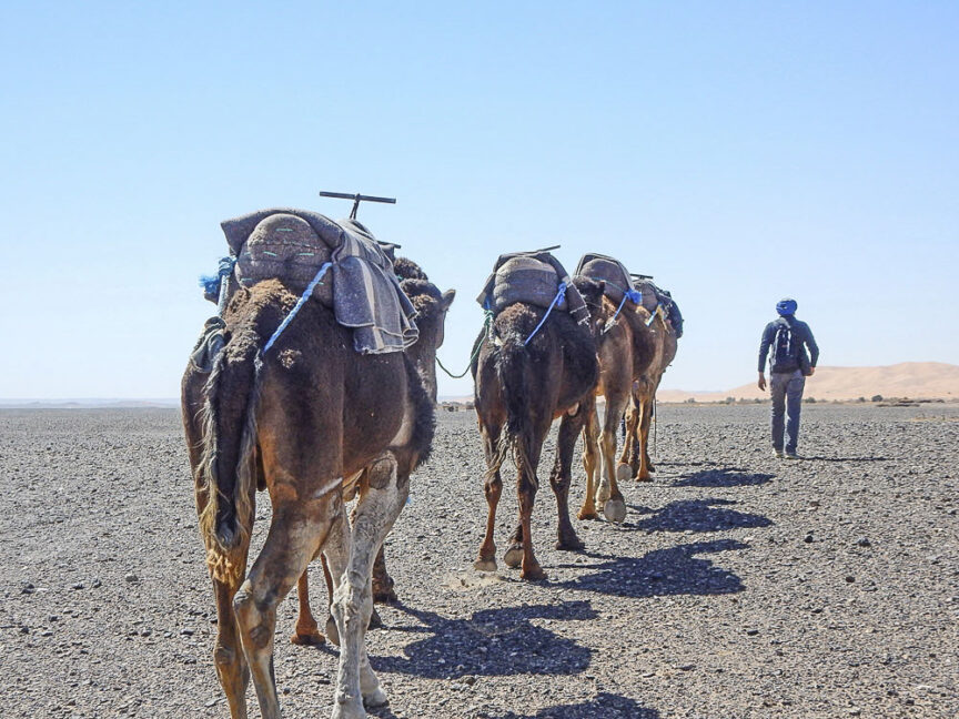 A person walking beside a line of camels carrying burdens across a flat, arid landscape under a clear sky, capturing the quintessential travel experience in Morocco.