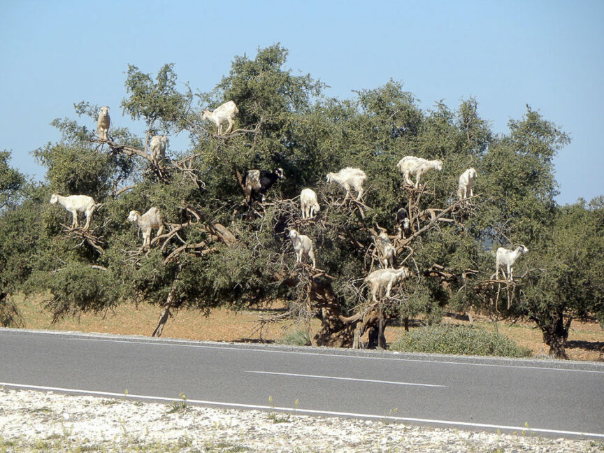 Goats standing on the branches of a tree next to a road in Morocco on a clear day.