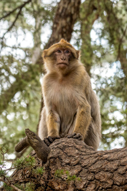 A monkey with light brown fur sits on a tree branch in a forested area, looking off into the distance, as if dreaming of hiking adventures in Morocco.