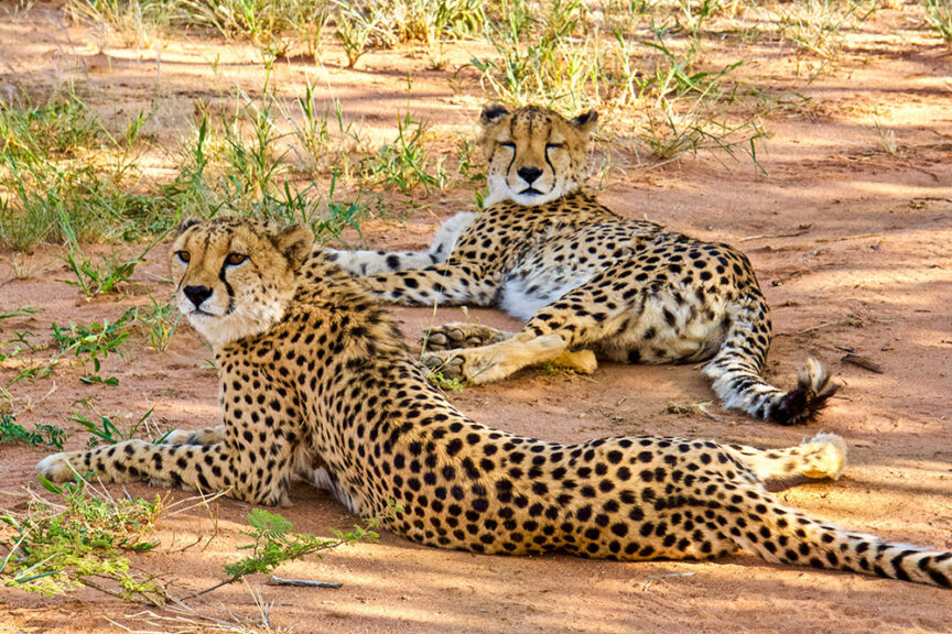 Two cheetahs lying on the ground in a grassy area under the sun in Namibia, both looking towards the camera. Wildlife conservationists captured this serene moment to highlight their efforts.
