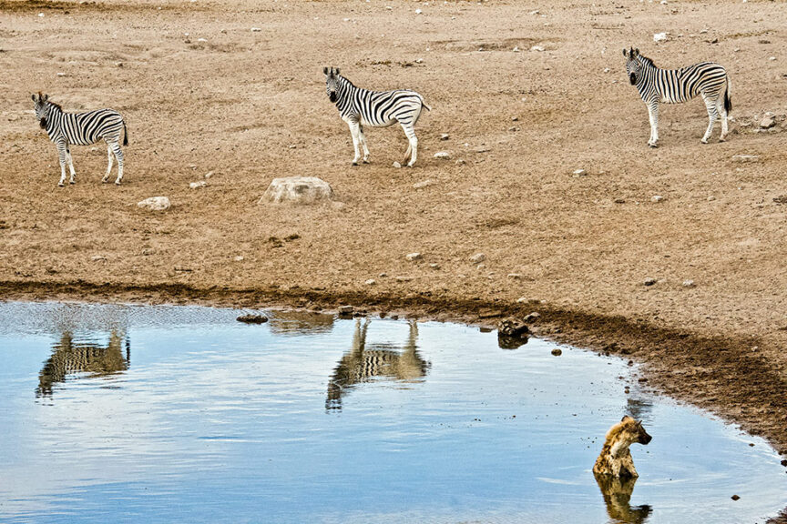 Three zebras stand on dry ground near a waterhole in Namibia, with their reflections visible in the water. A lion is positioned near the water's edge, highlighting the delicate balance of wildlife conservation in this special event of nature.