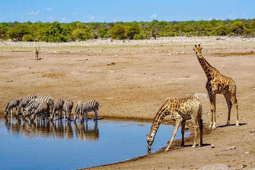 A group of zebras and two giraffes drink water from a small pond in the dry, open landscape of Namibia, with sparse greenery in the background—a serene scene attracting wildlife conservationists.