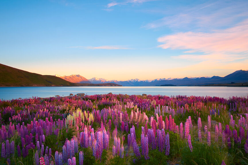 A field of vibrant pink, purple, and white lupins with mountains and a lake in the background under a blue sky at sunset—like a scene from an REI Adventure brochure.
