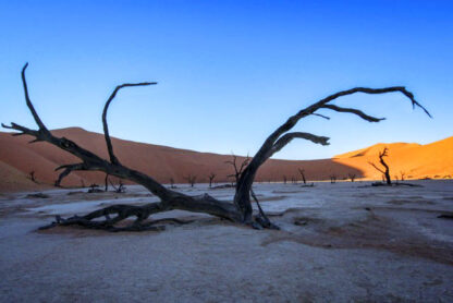 Dried, twisted trees stand in a barren, cracked landscape under a clear blue sky with red sand dunes in the background, showcasing the vibrant Colors of the Wild: Nature's untamed palette.