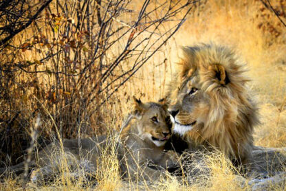 A lion and a cub rest together in tall yellow grass, their tawny fur blending with the wild colors of the landscape, partially shaded by a bush with dry branches.