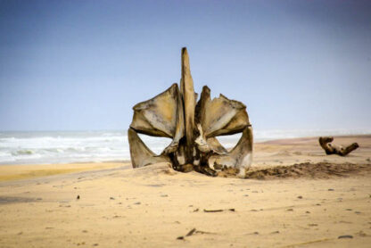 A large, weathered whale skull rests on a sandy beach with the ocean in the background, showcasing the wild colors of nature.