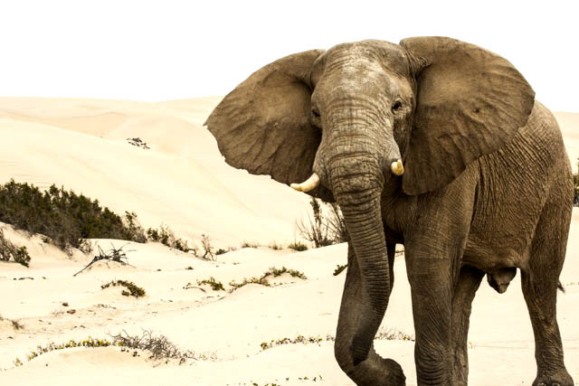 An African elephant stands in a sandy desert landscape with sparse vegetation and distant dunes, a stunning example of wildlife captured through the lens of Colors of the Wild: Nature photography.