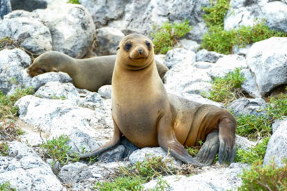Two sea lions resting on rocky terrain with sparse vegetation in the Galápagos. The sea lion in the foreground is sitting upright, while the other is lying down in the background, showcasing one of nature's wildlife wonders.