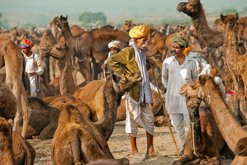 People in traditional attire converse amidst a large gathering of camels at a camel market, an amazing festival that showcases unique traditions from around the world.