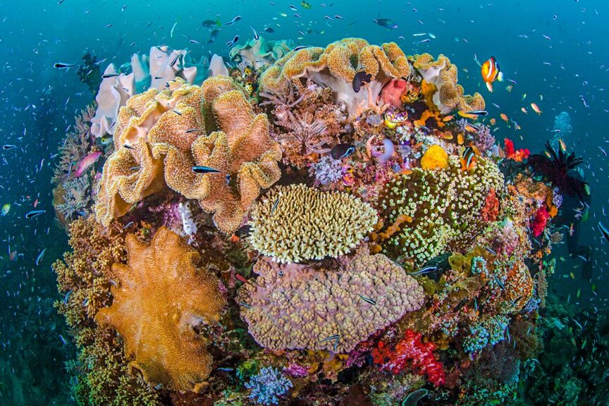 A vibrant coral reef scene underwater, perfect for snorkeling, teeming with various types of corals and numerous fish swimming around in clear blue water.