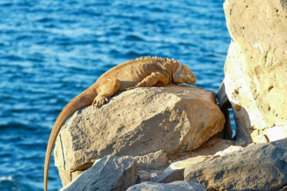 An iguana, a true marvel of wildlife wonders, lies on a large rock beside a body of water on a sunny Galápagos day.