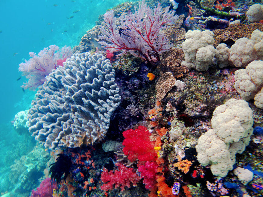 Discover the colorful coral reef underwater, teeming with diverse coral species and small fish swimming in clear blue water. Perfect for beginners snorkeling, this vibrant marine haven offers an ideal setting to practice your new snorkeling tips from any good snorkeling guide.