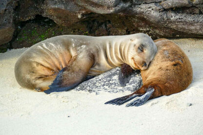 Two sea lions resting on a sandy beach in the Galápagos, with one sea lion's head nestled against the other's back, near a rocky area. This beautiful scene showcases the wildlife wonders of these unique islands.