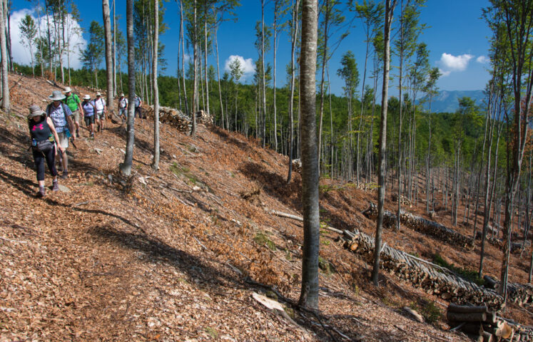 A group of hikers embark on an adventure along a forest trail in the Apennines, surrounded by tall, thin trees and logs stacked on the ground under a clear blue sky.