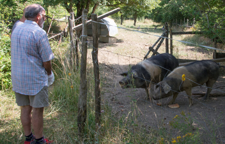 A man stands near a wire fence observing two pigs in a grassy outdoor enclosure with trees and a small shelter in the background, an unexpected touch of adventure in the tranquil Apennines.
