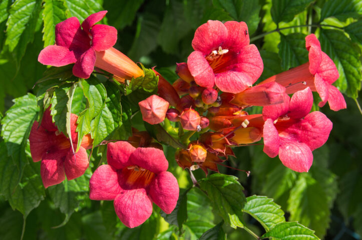 Cluster of bright red-orange trumpet-shaped flowers with green leaves in the background in a close-up view, evoking a sense of adventure reminiscent of the vibrant landscapes found in the Apennines.