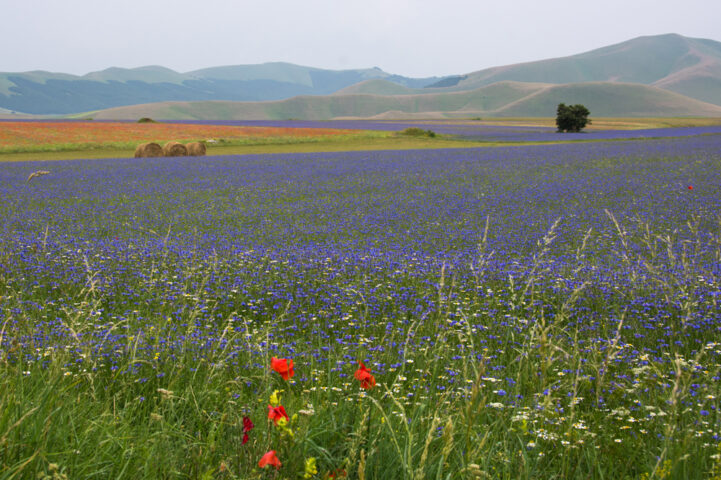 A vast field of blooming purple wildflowers with scattered hay bales and the rolling hills of the Apennines in the background under a cloudy sky, perfect for an adventure.
