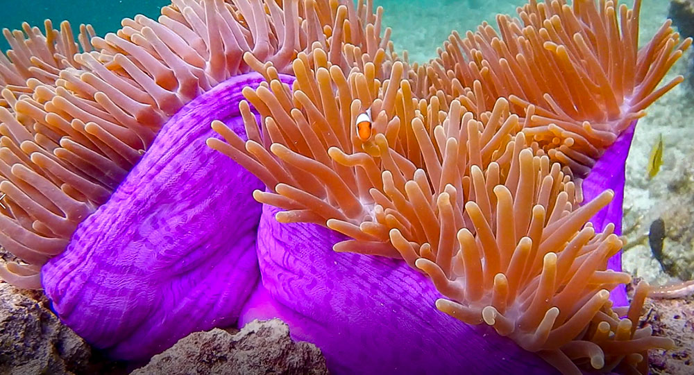 Close-up of a clownfish nestled among the tentacles of a vibrant purple sea anemone underwater, exploring the colorful depths near Raja Ampat.