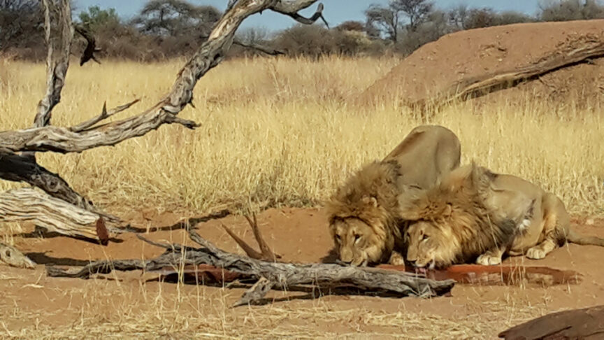 Two lions, the kings of Africa, lying down in dry grassland near a fallen tree and termite mound, with sparse trees in the background.