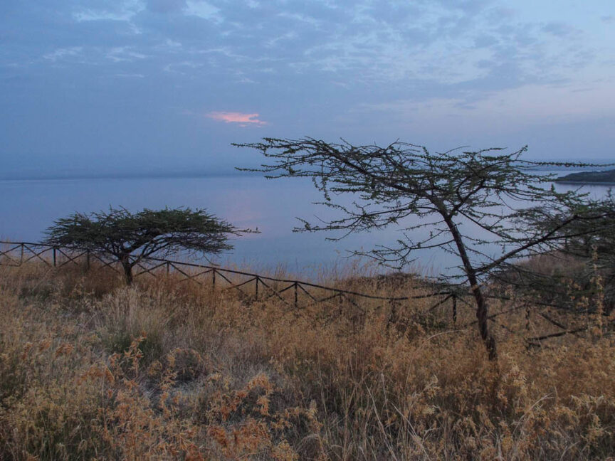 Sparse trees with thorny branches stand in a grassy area by a wooden fence, overlooking a body of water under the cloudy evening sky, reminiscent of the landscapes found in colorful Ethiopia.