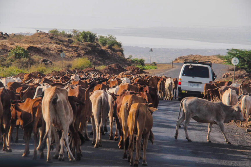 A herd of cattle walks down a paved road, surrounding a white vehicle while the vibrant landscape of colorful Ethiopia stretches out in the background.