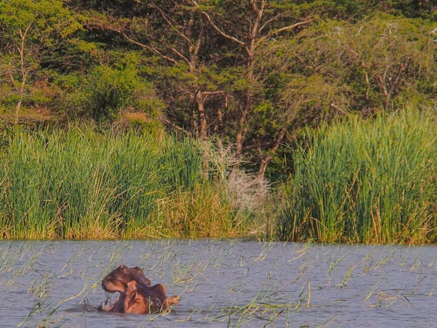 A hippopotamus with its mouth open, partially submerged in a body of water surrounded by dense vegetation and tall grasses, evokes the vibrant beauty of colorful Ethiopia.