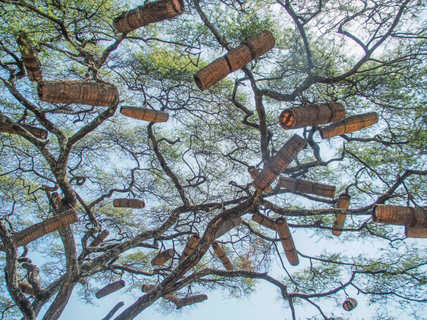 Looking up at a tree with numerous colorful cylindrical wooden or bamboo baskets hanging from its branches against a sunny Ethiopian sky.
