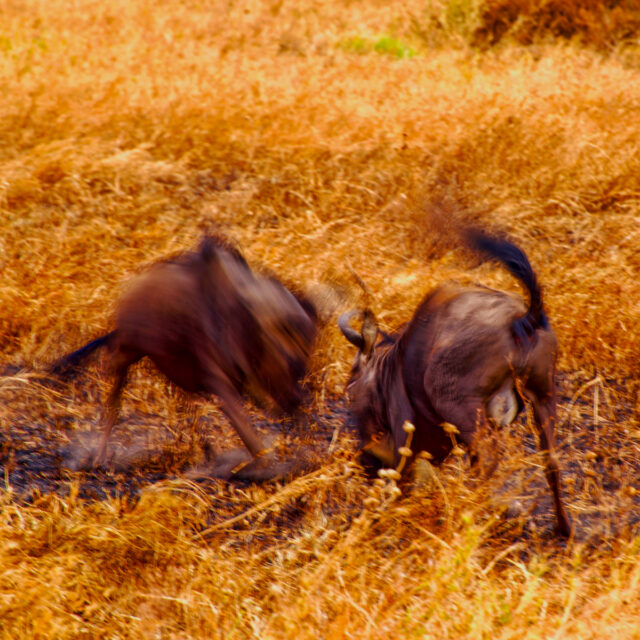 Two wildebeests in mid-action, seemingly engaged in a tussle, surrounded by tall, dry grass in a blurred motion capture – reminiscent of the intense encounters on a Serengeti Safari.