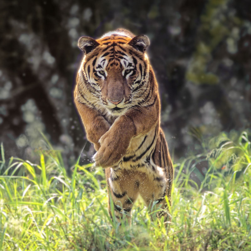 A tiger walks through tall grass with its forelimbs crossed, facing forward with an alert expression. The background is blurred foliage, reminiscent of the lush settings you'll find in top travel destinations for spotting big cats.