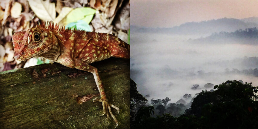 A close-up of a lizard on a branch is juxtaposed with the misty, lush landscape of Bountiful Borneo's forested area.