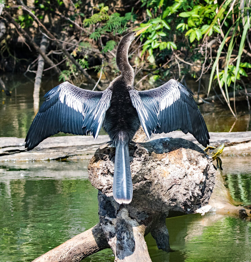 A bird with outstretched wings perches on a rock in the middle of a pond, surrounded by green foliage, showcasing the vibrant beauty typical of Costa Rica's colorful creatures.