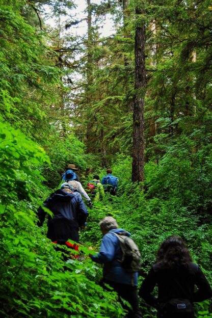 A group of people hiking on a lush, green forest trail in Sitka, Alaska, surrounded by tall trees and dense foliage typical of the Inside Passage.